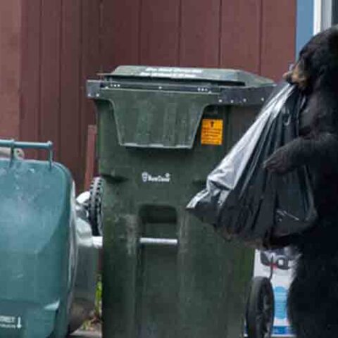 Blood on murphy's hands, republicans say after latest black bear attack - photo licensed by shore news network.