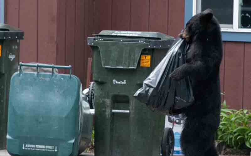 Blood on Murphy's hands, Republicans say after latest black bear attack