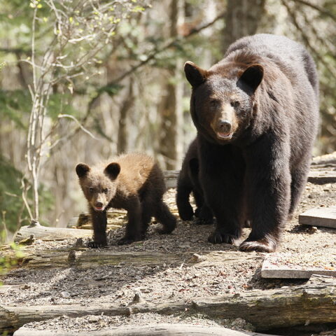 New jersey black bear hunt debate rekindled after woman attacked, dog killed - photo licensed by shore news network.