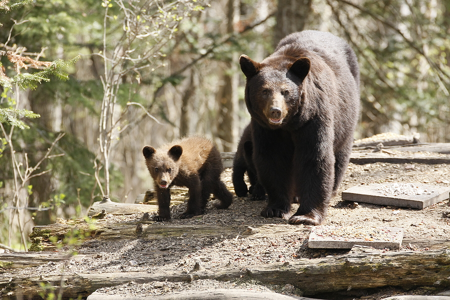 New Jersey black bear hunt debate rekindled after woman attacked, dog killed