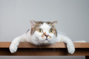 Homeowner left stove on to keep cat warm, in return cat nearly burned his house down