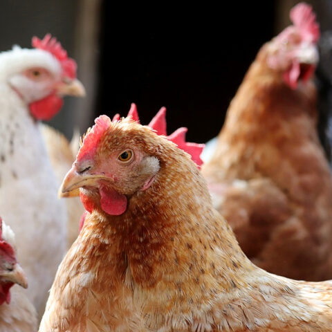 Wisconsin flock of 2. 75 million chickens to be culled as bird flu spreads in u. S - photo licensed by shore news network.