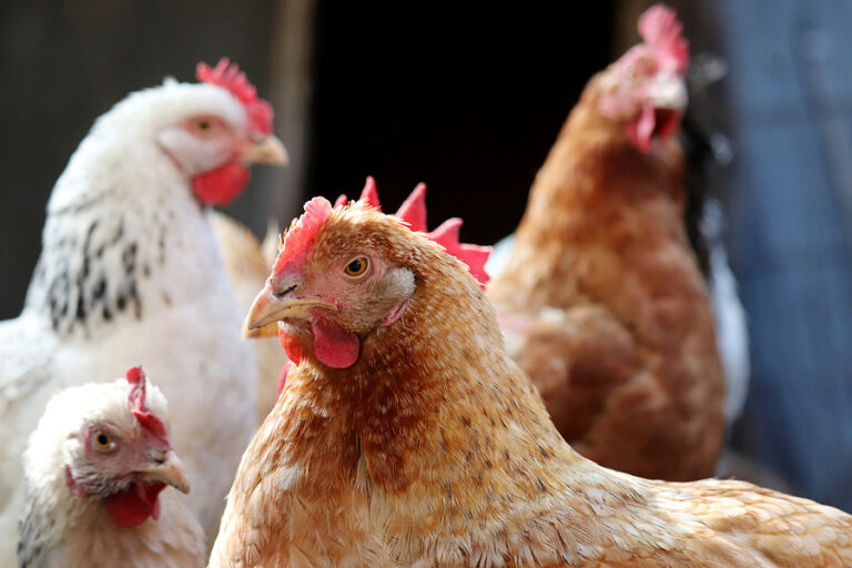 Highly lethal bird flu spreads to iowa backyard poultry flock - photo licensed by shore news network.