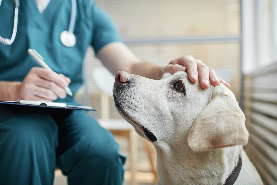 Virginia veterinarian pleads guilty to illegal dealing dog opioids