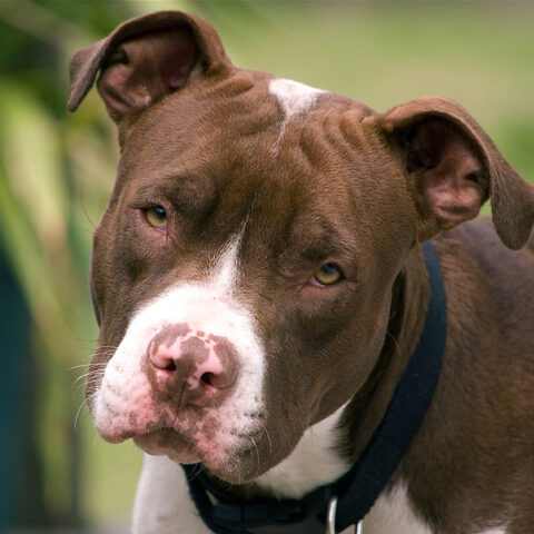 Pit bull shot in dallas, now police are looking for the shooter - photo licensed by shore news network.