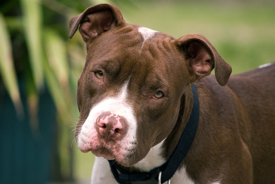 Pit bull shot in Dallas, now police are looking for the shooter