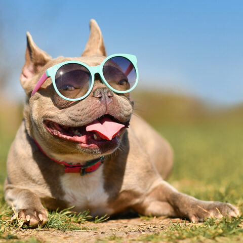 Recidivist defendant charged in connection with fraudulent eyewear website for the third time - photo licensed by shore news network.