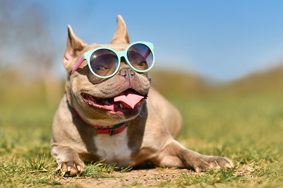 Recidivist Defendant Charged In Connection With Fraudulent Eyewear Website For The Third Time