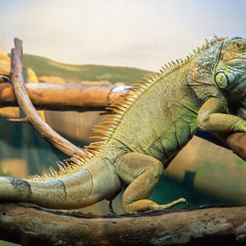 Leaping lizards, new jersey man sentenced for illegally shipping reptiles to hong kong - photo licensed by shore news network.