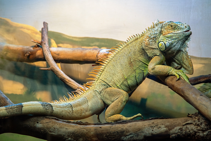 Leaping Lizards, New Jersey man sentenced for illegally shipping reptiles to Hong Kong