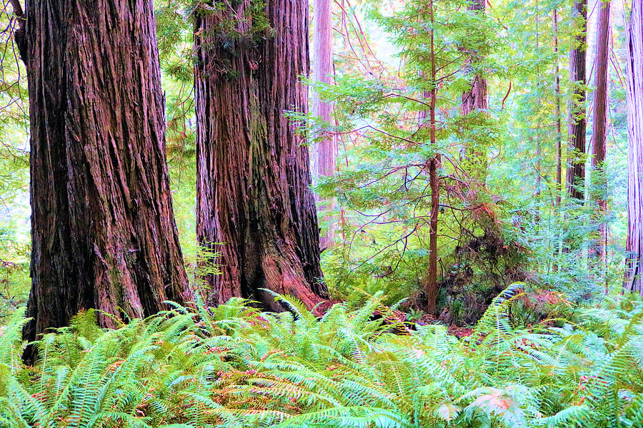 Redwood forest in northern California reclaimed by Native American tribes