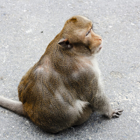 Truck carrying 100 lab monkeys crashed, some escaped, police say - photo licensed by shore news network.