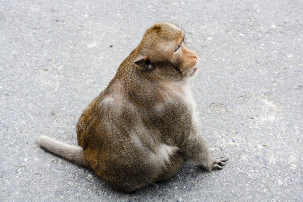 Truck carrying 100 lab monkeys crashed, some escaped, police say