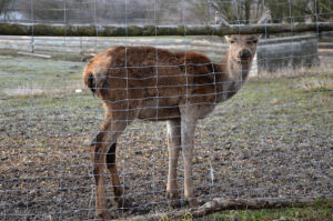 New jersey bill signed into law aims to help farmers reduce crop damage from deer