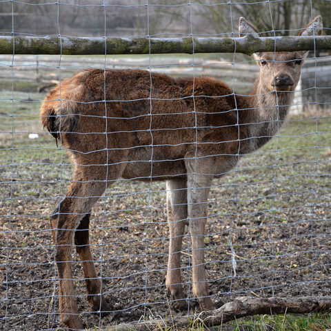 New jersey bill signed into law aims to help farmers reduce crop damage from deer - photo licensed by shore news network.