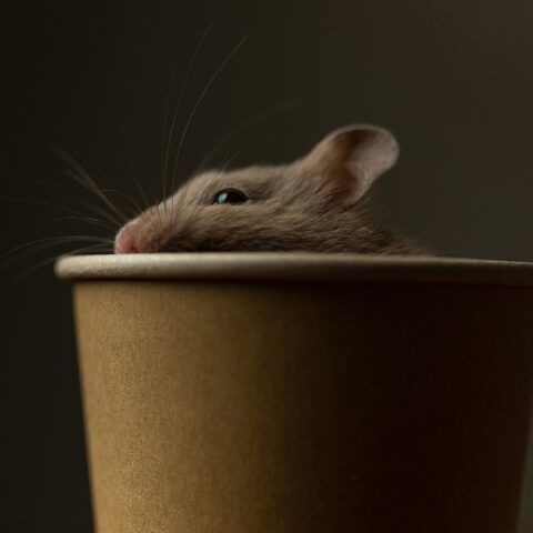 Covid positive hamsters lead to slaughter of small animals in hong kong - photo licensed by shore news network.