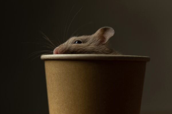 COVID Positive Hamsters Lead To Slaughter Of Small Animals In Hong Kong