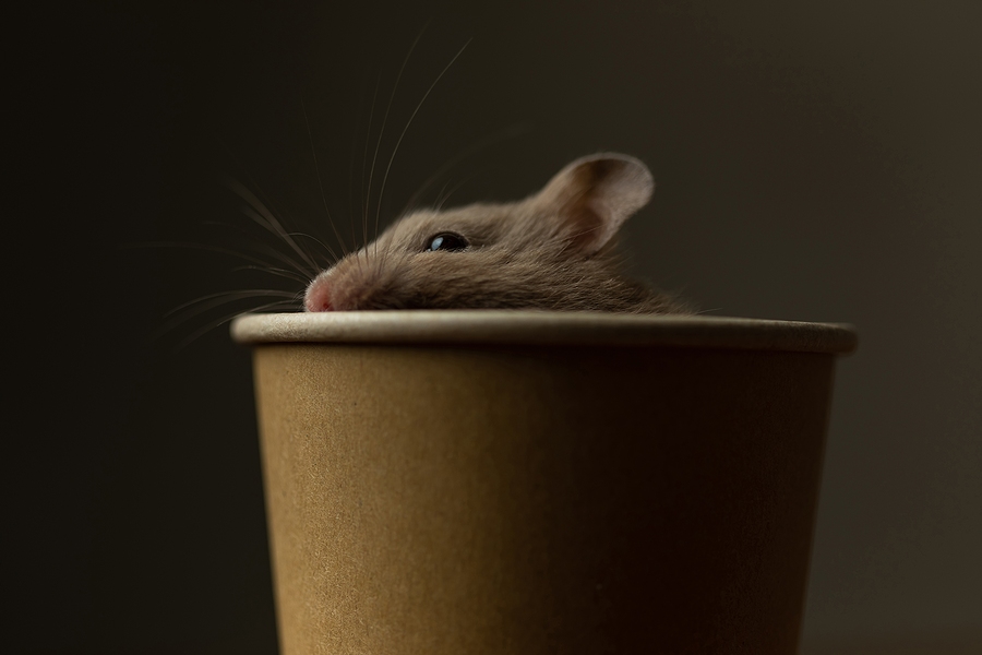 COVID Positive Hamsters Lead To Slaughter Of Small Animals In Hong Kong