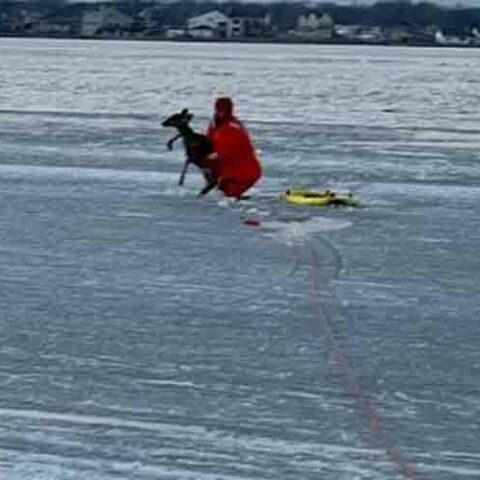 Oh, deer! Suffolk county police officers rescue young fawn stranded on the ice - photo licensed by shore news network.