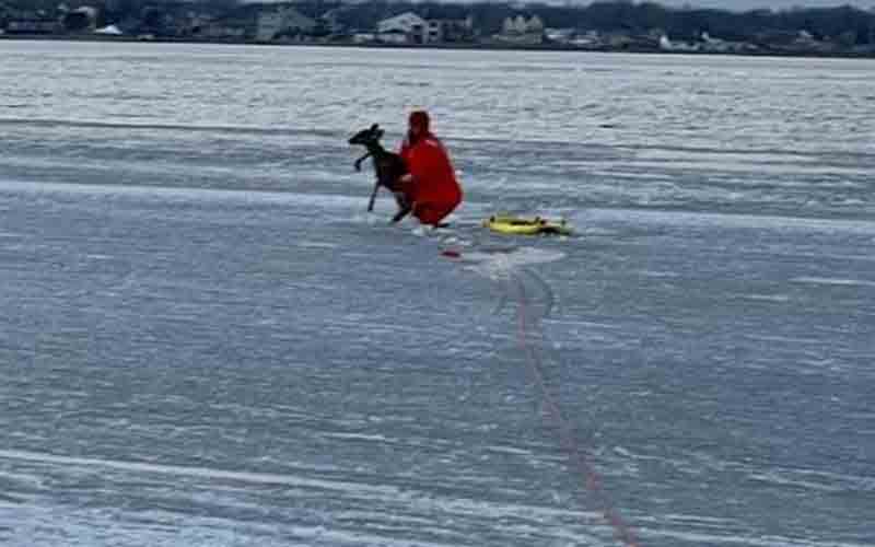 Oh, deer! Suffolk County police officers rescue young fawn stranded on the ice