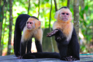 Cdc concerned about lab monkey exposure after truck crash