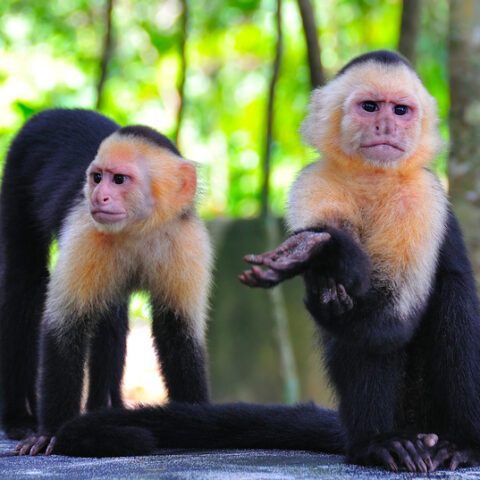 Cdc concerned about lab monkey exposure after truck crash - photo licensed by shore news network.