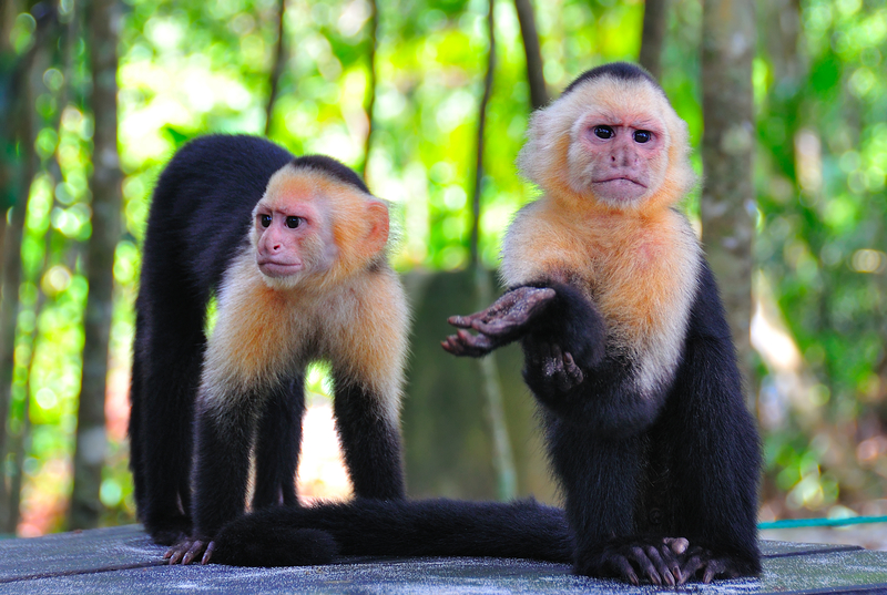 CDC Concerned About Lab Monkey Exposure After Truck Crash