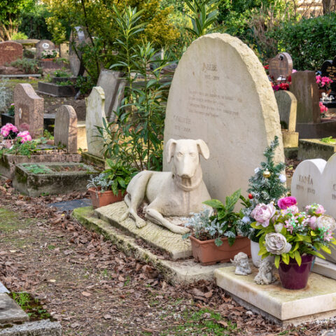 Grand island dog killer gets 5 years of probation - photo licensed by shore news network.