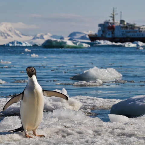Scientists discover world’s largest fish breeding ground in depths of antarctic stretching dozens of miles - photo licensed by shore news network.