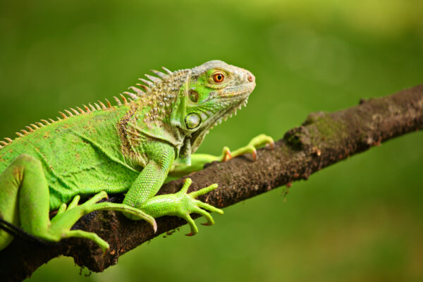 Invasive Iguanas Expected To Fall From Trees In Florida Due To Cold Temperatures