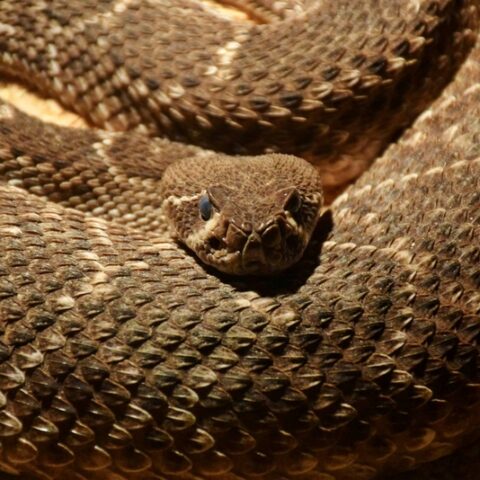 Man found dead in his home surrounded by a hundred venomous snakes, police say - photo licensed by shore news network.