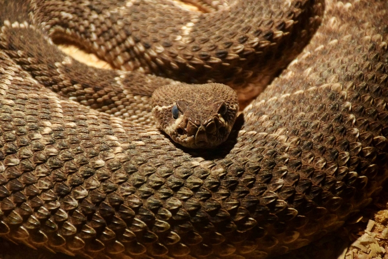 Man found dead in his home surrounded by a hundred venomous snakes, police say