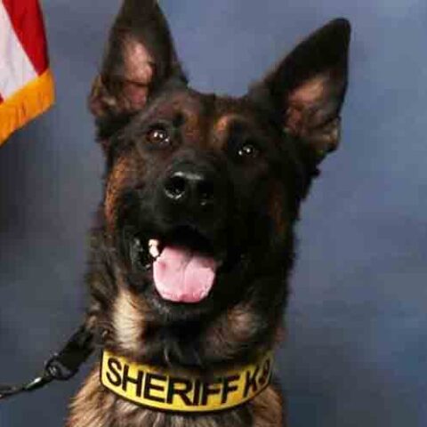 K-9 colt helps walton county deputies sniff out suspected meth trafficker - photo licensed by shore news network.