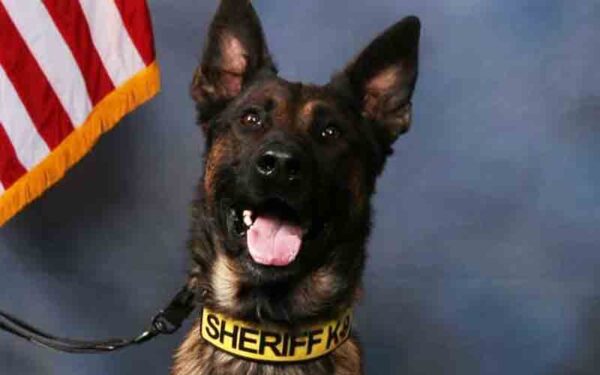 K-9 Colt helps Walton County deputies sniff out suspected meth trafficker