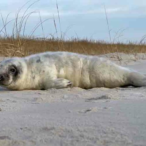 Adorably cute baby seal stranded in seaside park dunes now recovering - photo licensed by shore news network.