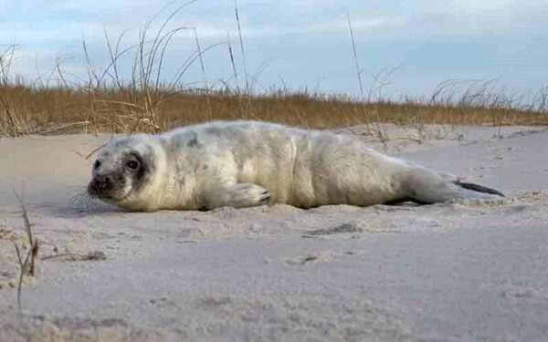 Adorably cute baby seal stranded in Seaside Park dunes now recovering