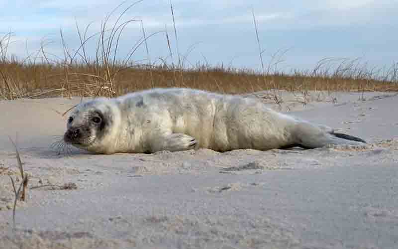 Adorably cute baby seal stranded in Seaside Park dunes now recovering