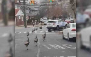 Watch: wild turkeys chase nypd cruiser out of neighborhood