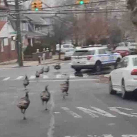 Watch: wild turkeys chase nypd cruiser out of neighborhood - photo licensed by shore news network.