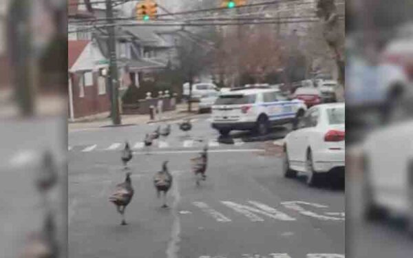 Watch: Wild turkeys chase NYPD cruiser out of neighborhood