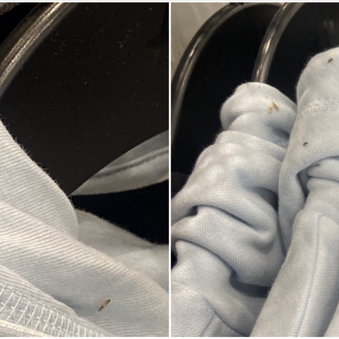 Nyc h&m store closes after employee pictures of bugs on hoodies goes viral - photo licensed by shore news network.