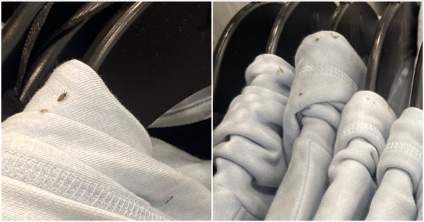 NYC H&M store closes after employee pictures of bugs on hoodies goes viral