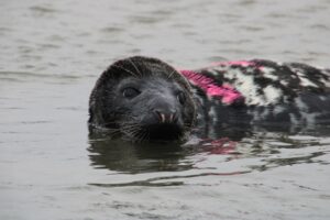 Who is spray painting pink numbers on seals at the jersey shore and what does it mean?