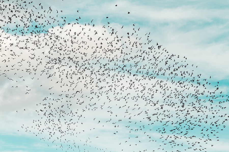 Huge Flock Of Blackbirds Suddenly Appear To Drop Dead Mid-Flight, Theories Spread