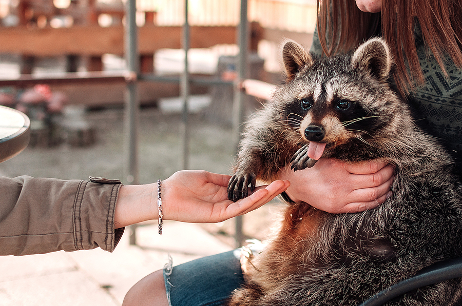 Chaos Inside LSU Dining Hall After Raccoon Falls Through Ceiling