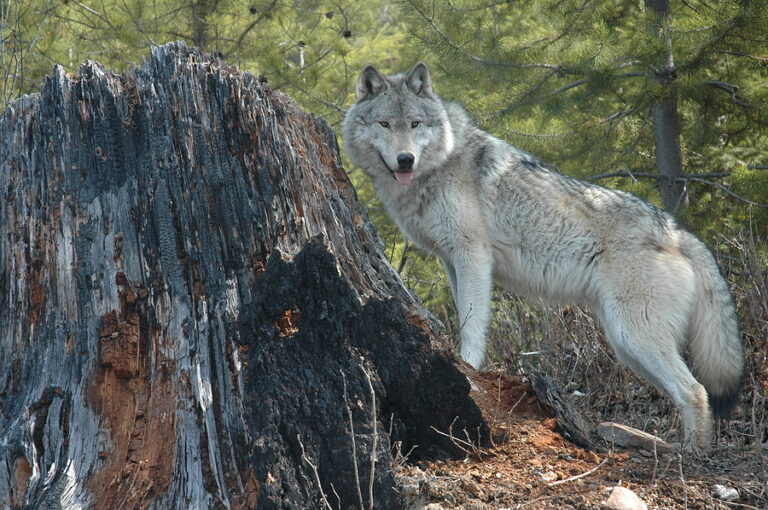 Federal court reverses trump rule eliminating protections for gray wolf population - photo licensed by shore news network.