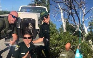 In the Florida Keys, police work has gone to the birds In the Florida Keys police work has gone to the birds