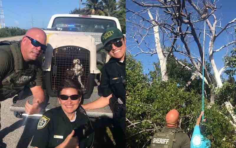 In the Florida Keys, police work has gone to the birds