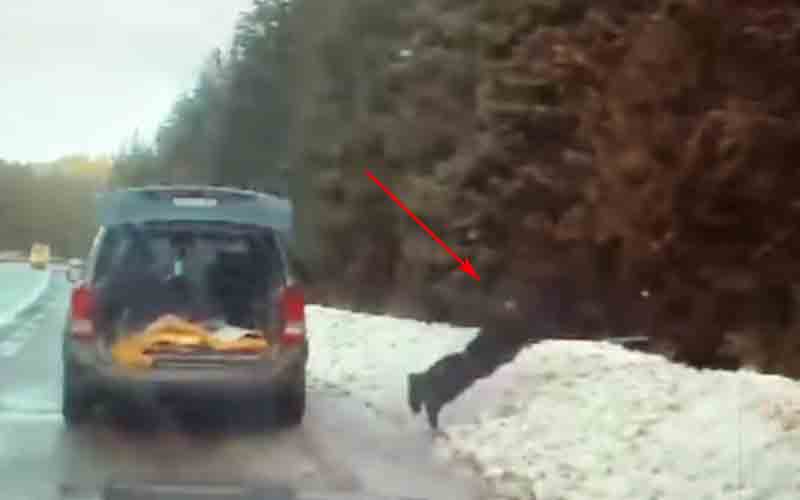 Watch this cop make an sideline catch to rescue cat who escaped during traffic stop