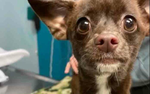 We are sickened: New Jersey animal shelter says after dog abandoned in bag along railroad tracks